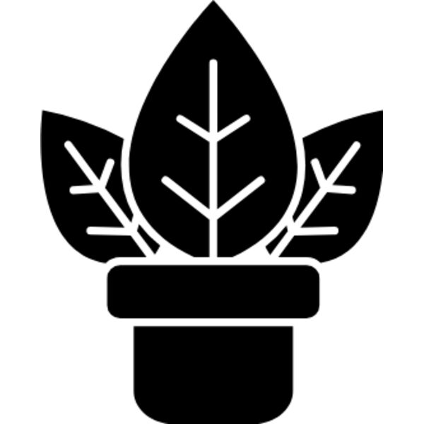 Aglaonema (Chinese evergreen) Thumbnail