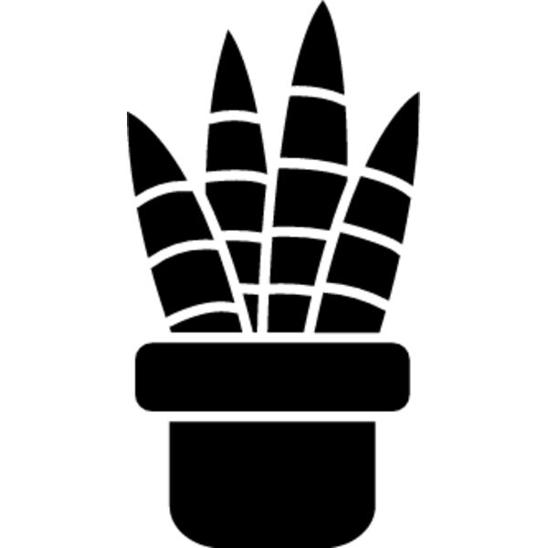 Aphelandra squarrosa (zebra plant) Thumbnail