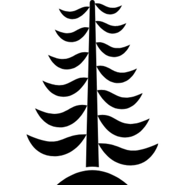Araucaria heterophylla (Norfolk Island pine) Thumbnail