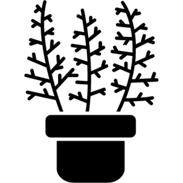 Asparagus aethiopicus (asparagus fern) Thumbnail