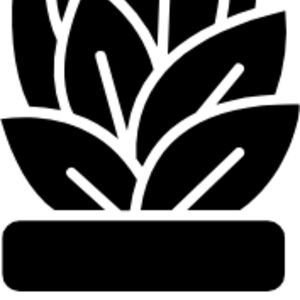 Aspidistra elatior (cast iron plant) Thumbnail