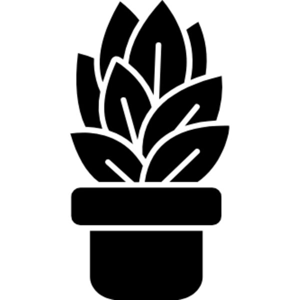 Aspidistra elatior (cast iron plant) Thumbnail