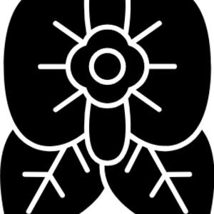 Begonia species and cultivars Thumbnail