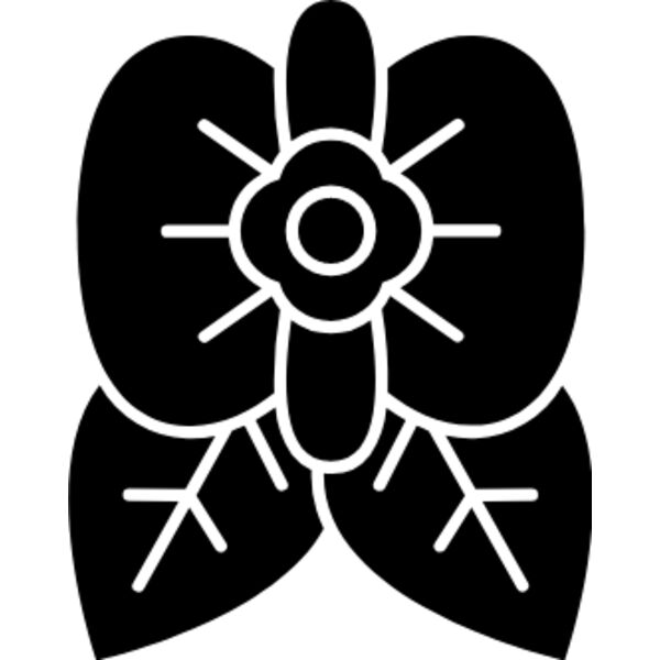 Begonia species and cultivars Thumbnail