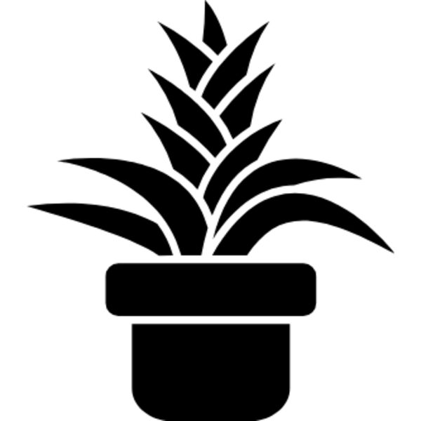 Bromeliaceae (bromeliads) Thumbnail