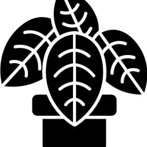 Calathea (prayer plants) Thumbnail