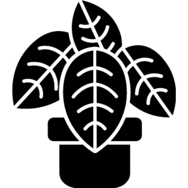 Calathea (prayer plants) Thumbnail