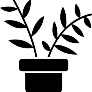 Chamaedorea elegans (parlor palm) Thumbnail