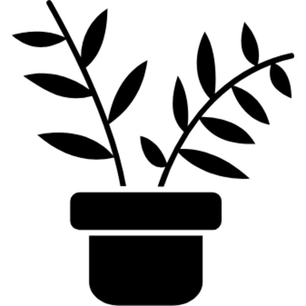 Chamaedorea elegans (parlor palm) Thumbnail