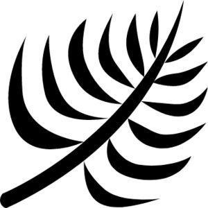 Dypsis lutescens (areca palm) Thumbnail