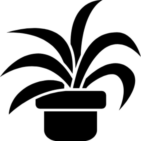 Chlorophytum comosum (spider plant) Thumbnail