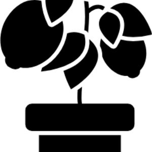 Citrus, compact cultivars such as the Meyer lemon Thumbnail