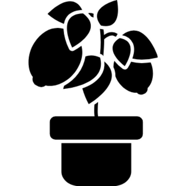 Citrus, compact cultivars such as the Meyer lemon Thumbnail