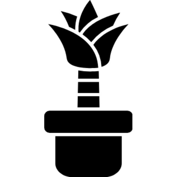 Dracaena Thumbnail
